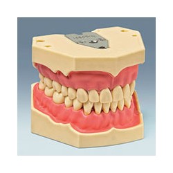 Frasaco Modelo AG3