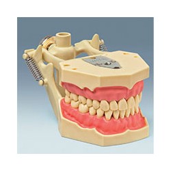 Frasaco Modelo AG3-DA (adulto)